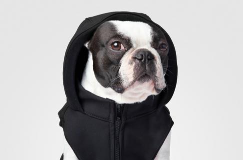 Šijí oblečky pro psy. My jim ušili úspěšný e-shop